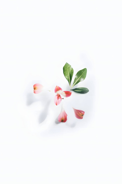 Flower White Background Image