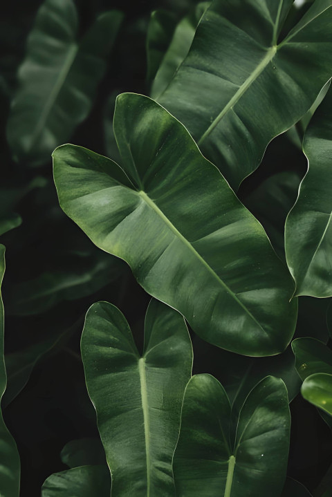 Gorgeous Green Botanical Garden Mobile Wallpaper 4K