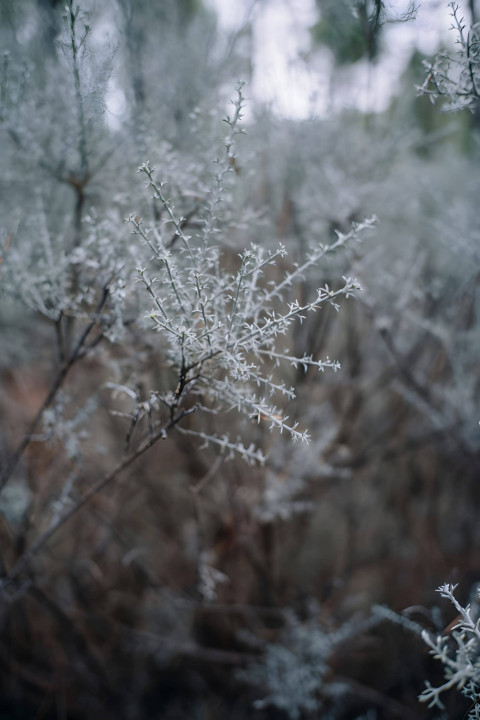 Winter Snow Flake Art Picture