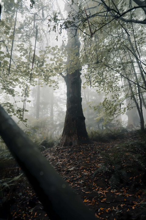 Majestic Jungle Waterfall in the Heart of Nature