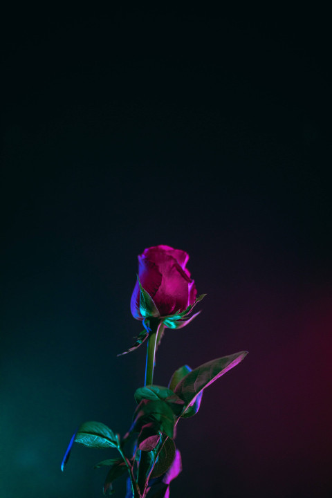 Beautiful Flower Mobile Wallpaper in 4K