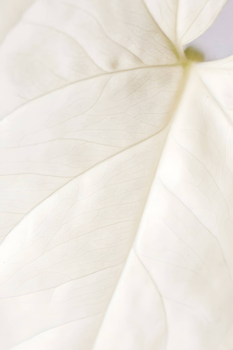 White Leaf Wallpaper For Phone
