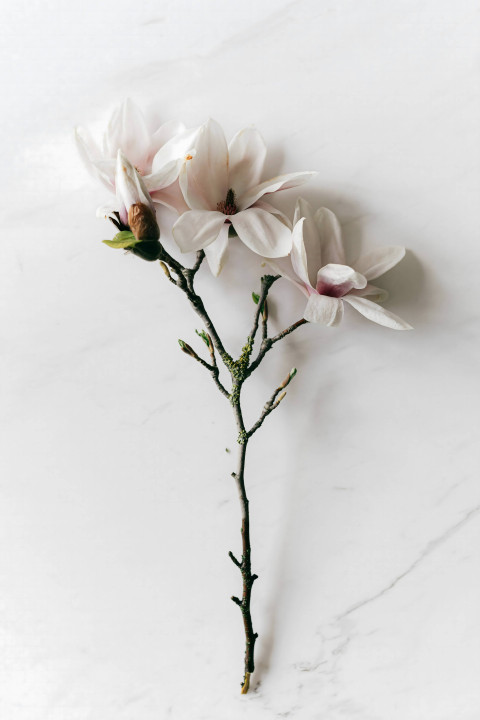 White Flower Background For Phone