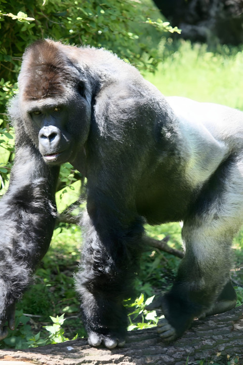 Gorilla in Serene Setting Mobile Wallpaper