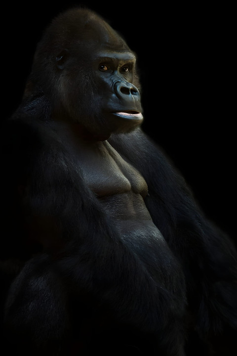 Gorilla in Quiet Jungle Mobile Wallpaper