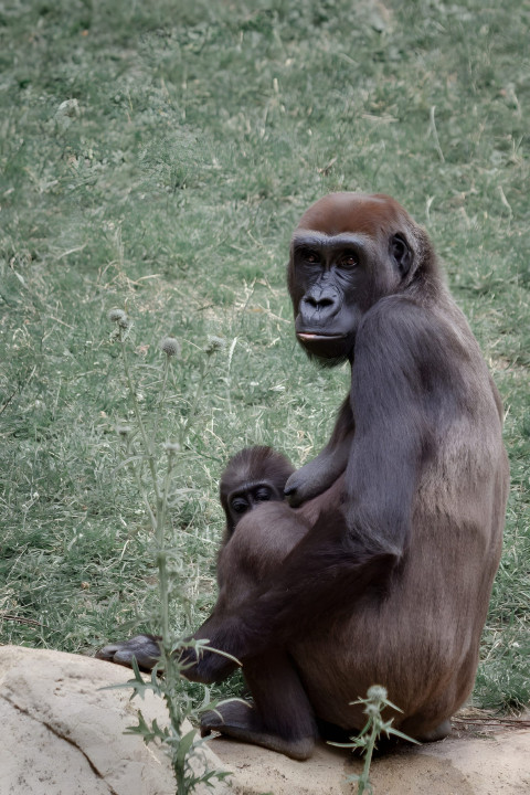 Gorilla Looking Up Mobile Photo
