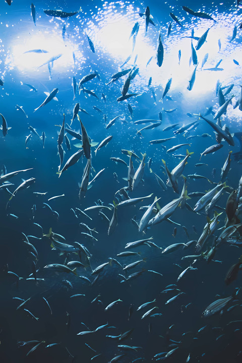 Cool Fish Wallpaper for Aquatic Fans