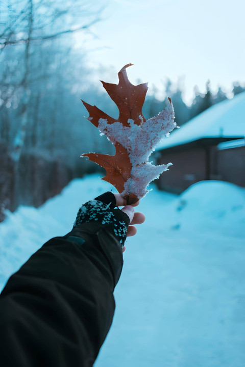 Snow Crystal Shine Picture