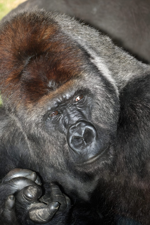 Gorilla in Tranquil Light Mobile Wallpaper