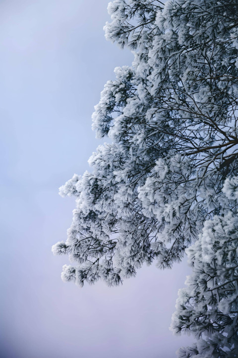 Frosty Snowflake Shine Image