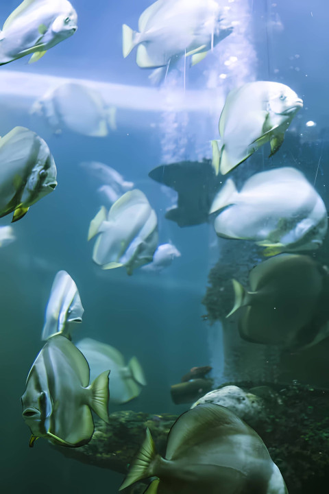 Gorgeous Fish Wallpaper for a Fun Aquarium Look