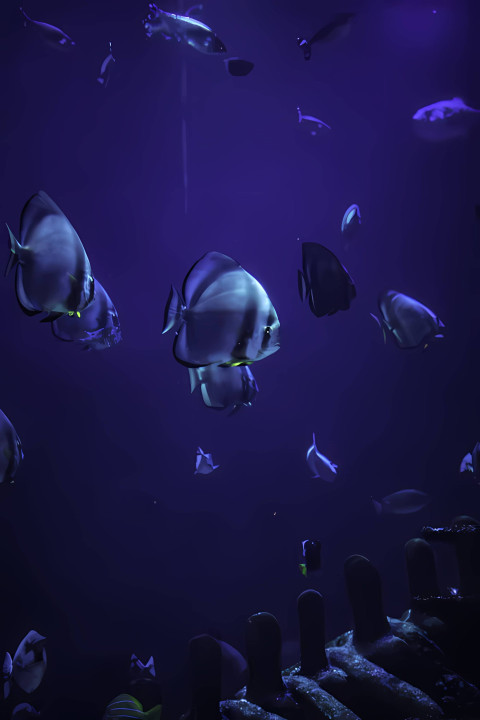 HD Tropical Fish Picture for Gorgeous Mobile Design