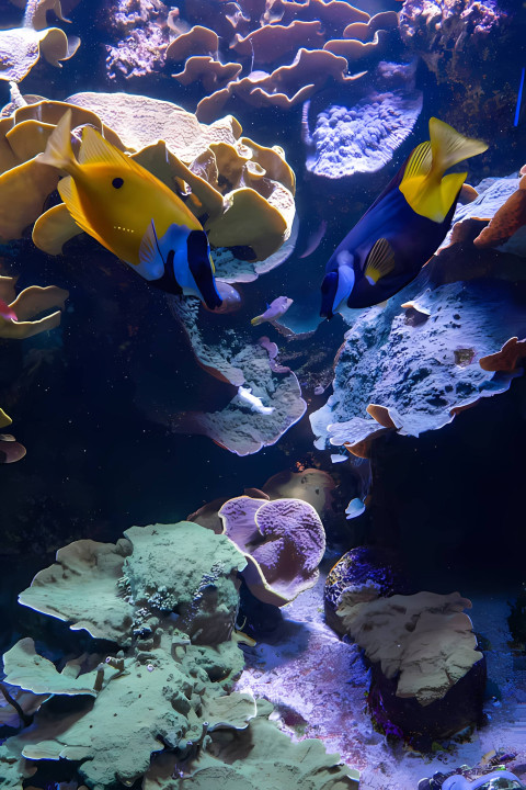 HD Gorgeous Fish Wallpaper for Peaceful Views