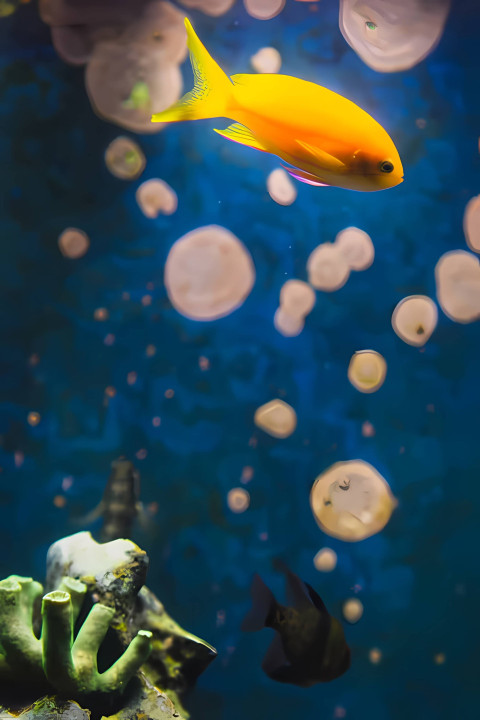 Mesmerizing Fish Picture for Peaceful Backgrounds