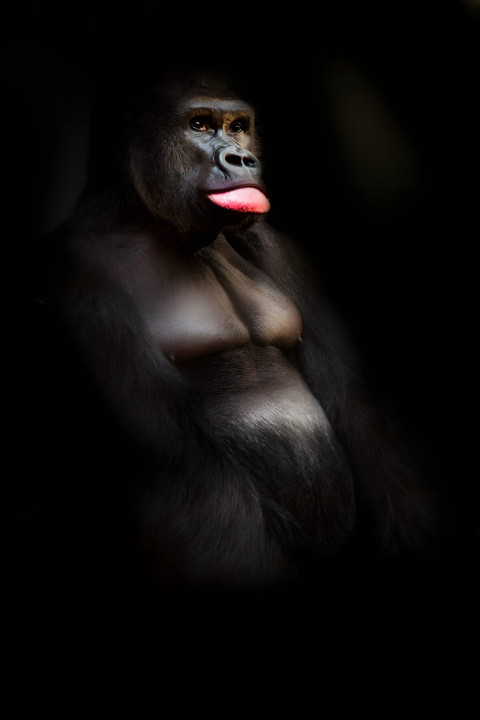 Gorilla in Peaceful Moment Mobile Wallpaper