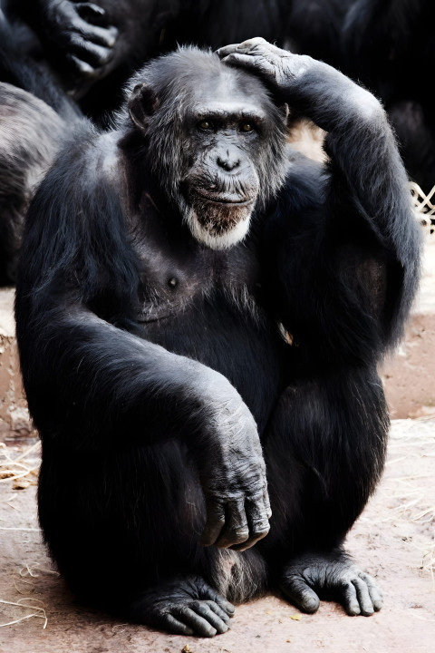 Gorilla in Calm Surroundings Mobile Photo