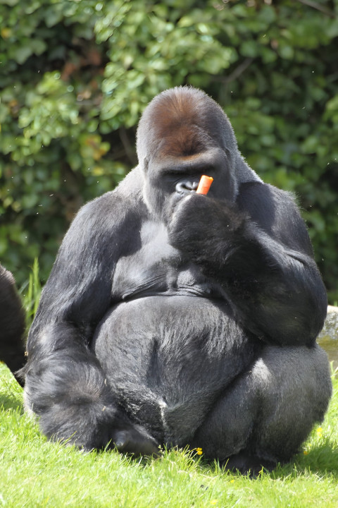 Gorilla in Morning Light Mobile Background
