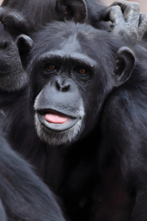 Gorilla in Gentle Surroundings Mobile Background