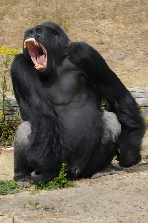 Gorilla with Relaxed Expression Mobile Image