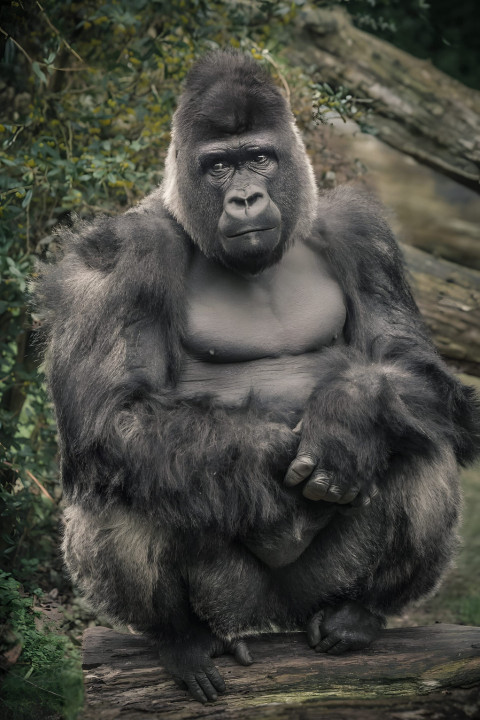 Gorilla in Calm Jungle Mobile Wallpaper