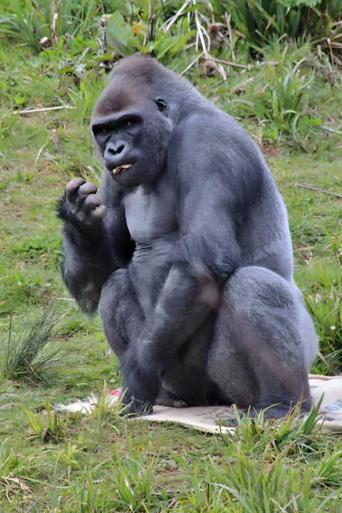 Gorilla in Calm Pose Mobile Wallpaper