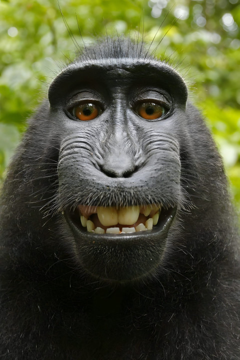 Majestic Gorilla Mobile Wallpaper HD