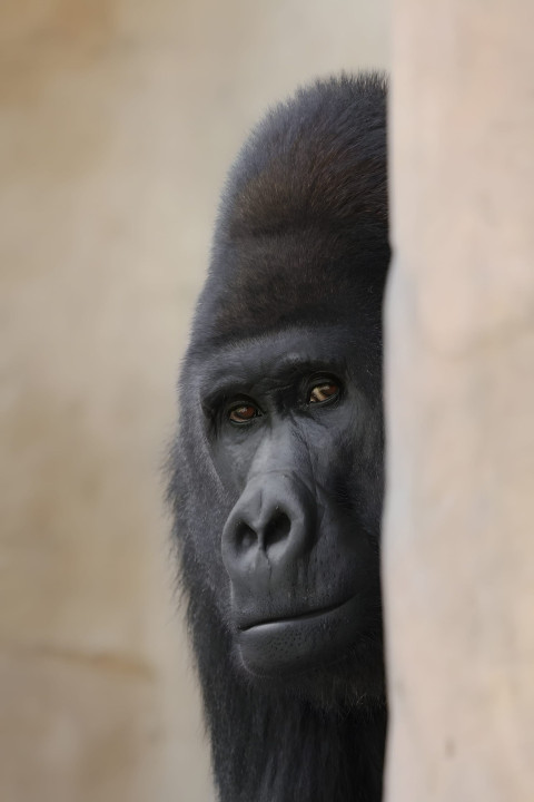Black Gorilla Close Up Mobile Wallpaper