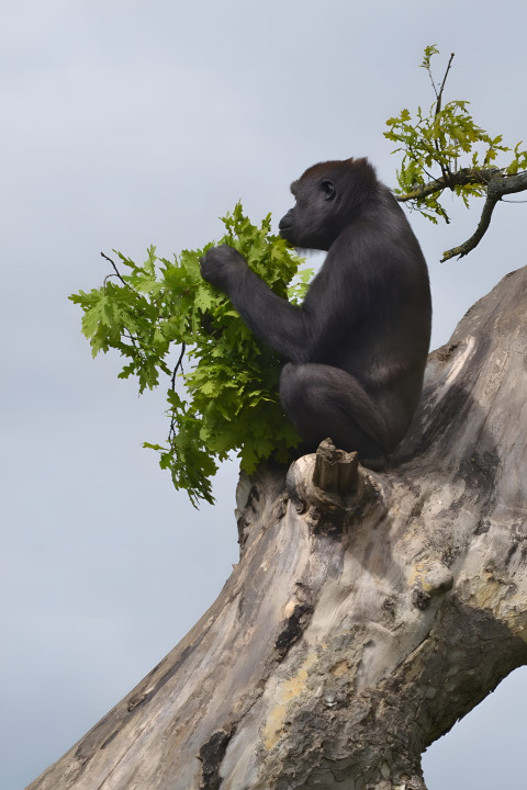 Gorilla in Lush Forest Mobile Background