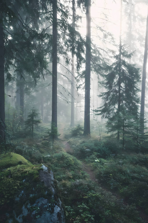 Foggy 4K Forest Road Mobile Wallpaper