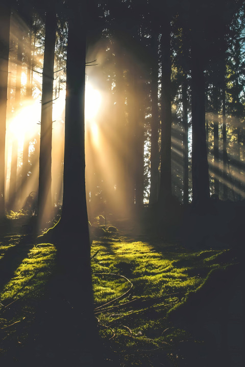 Sunlit Trees in the Forest Wallpaper