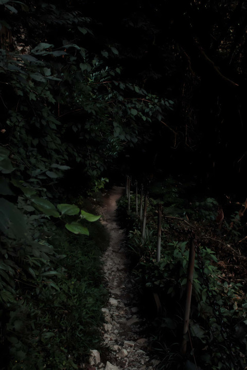 Wild Jungle Vibe in the Dense Forest