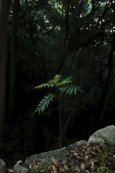 Majestic Jungle Trees with Lush Green Foliage