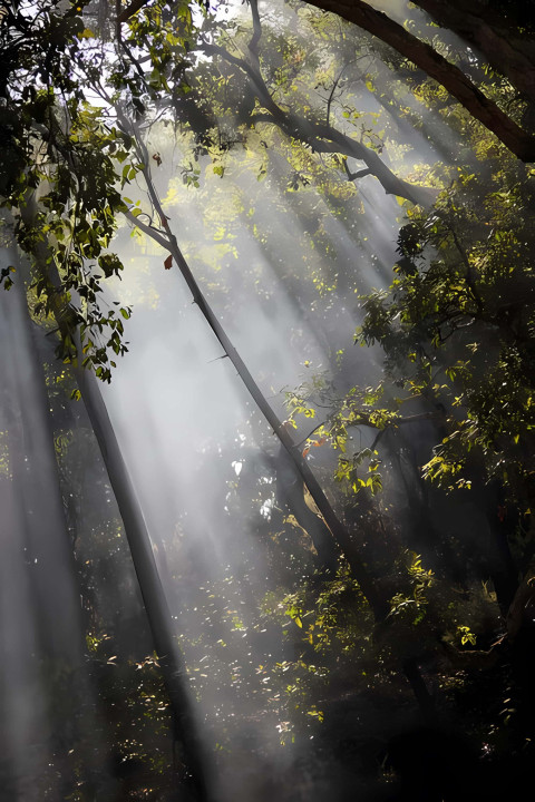 Jungle Sun Light 4K Image For Your Mobile Screen