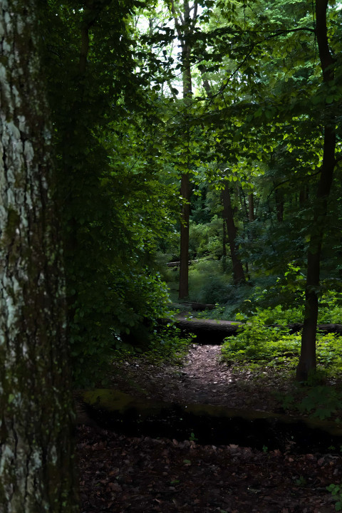 Serene Jungle Pathway with Towering Tree