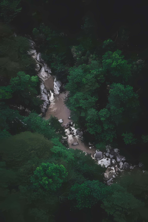 Stunning Jungle River in the Heart of Nature