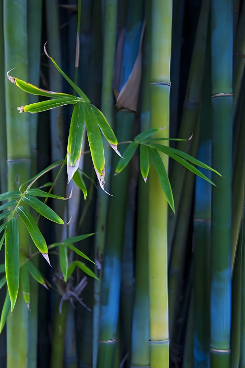 Bamboo Trail Phone Wallpaper 4K