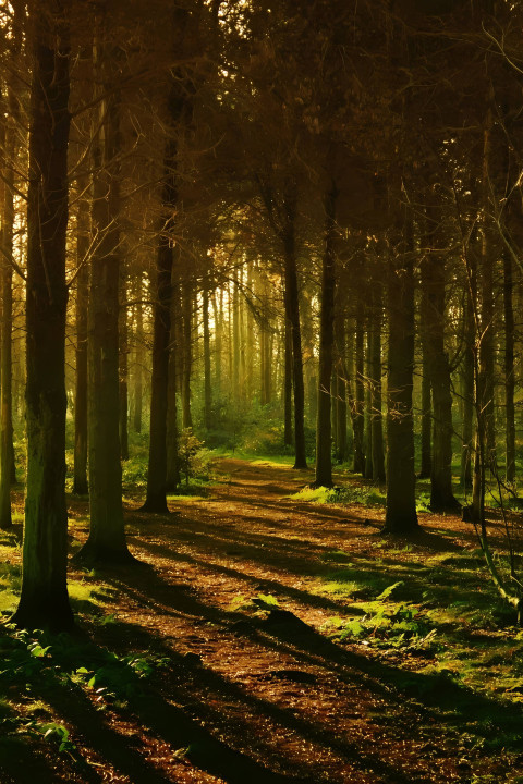 Lush Green Forest 4K Mobile Background