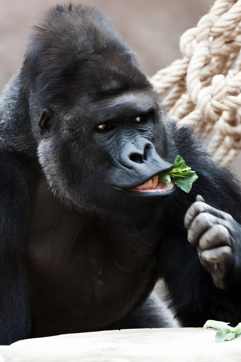 Gorilla in Quiet Moment Mobile Wallpaper