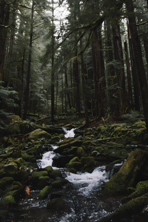 Nature Forest Ultra HD Mobile Wallpaper