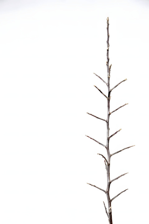 White Background Picture Wallpaper