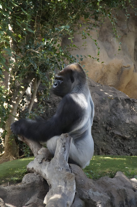 Gorilla in Misty Forest Mobile Wallpaper