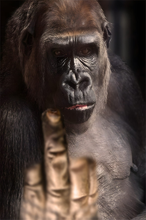 Gorilla in Peaceful Mood Mobile Wallpaper