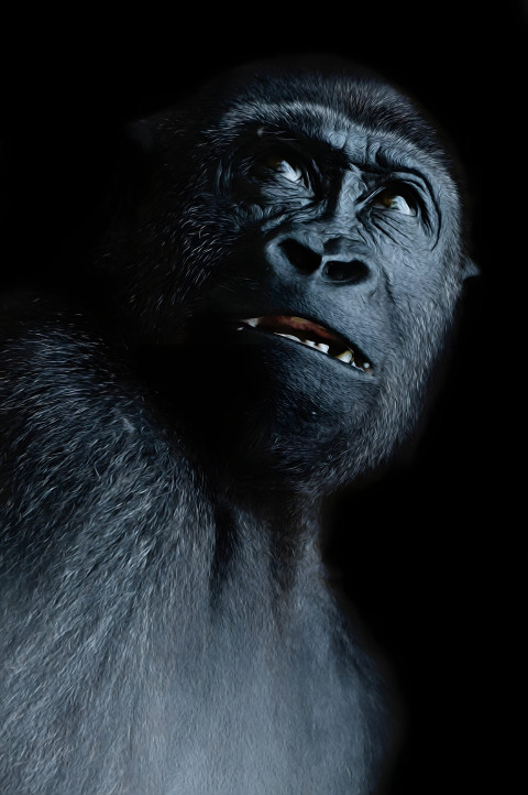 Gorilla Eyes Staring Mobile Wallpaper