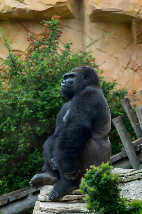 Gorilla in Wild Mobile Photo