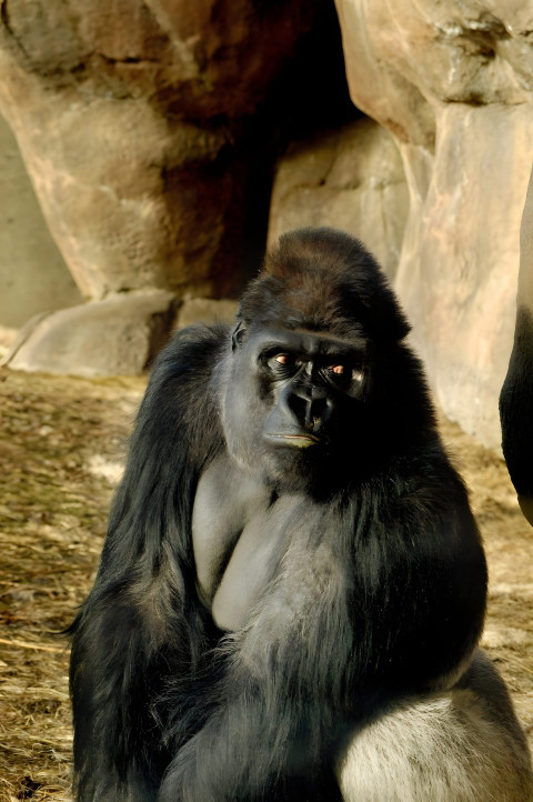 Gorilla in Thoughtful Pose Mobile Wallpaper