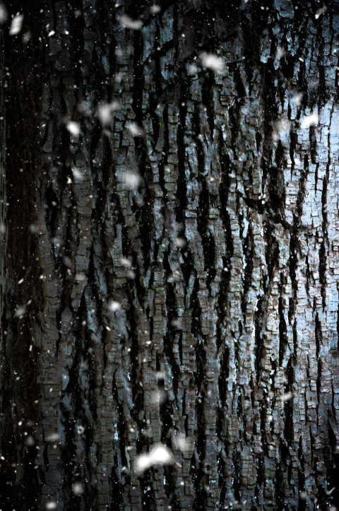 Winter Snow Crystal Image