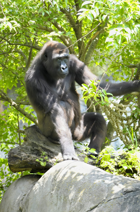 Gorilla in Natural Habitat Mobile Image