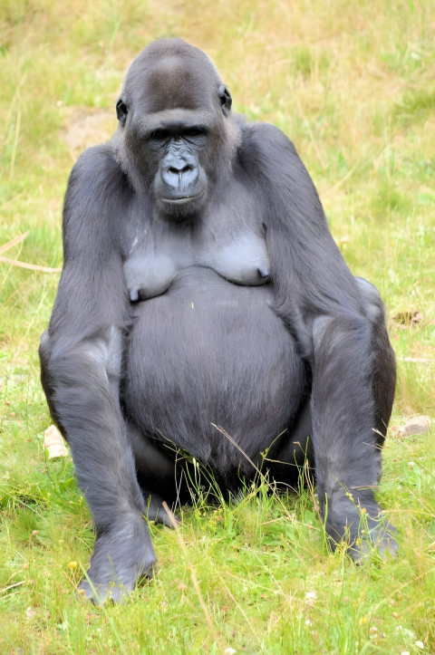 Gorilla Resting Mobile Wallpaper