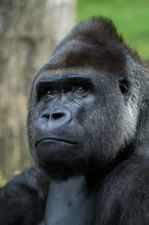 Gorilla with Sharp Eyes Mobile Background