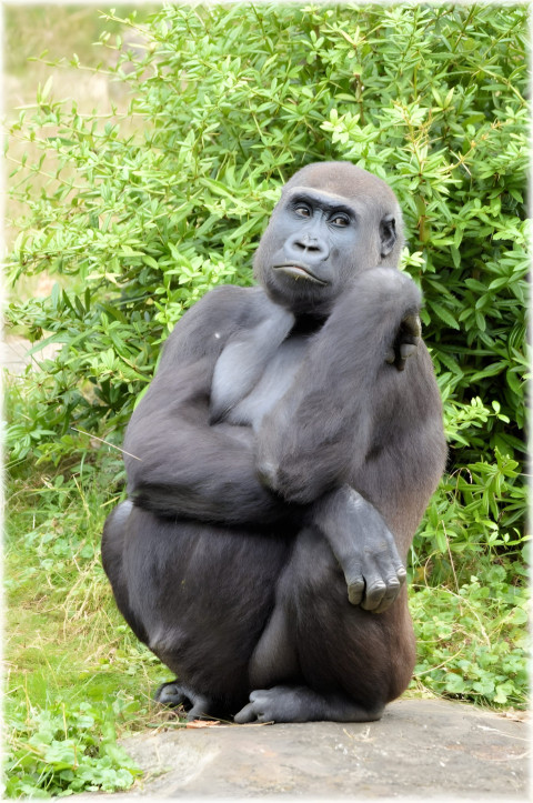 Gorilla in Greenery Mobile Wallpaper